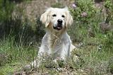 GOLDEN RETRIEVER 757